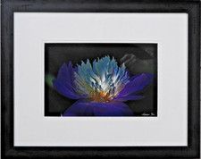 250 color photograph for sale  Princeton