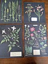 Gorgeous botanical herbarium for sale  Lake Elsinore