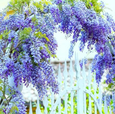 Blue flowering wisteria for sale  Mcminnville