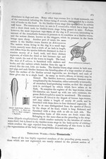 tape worms for sale tape worms for sale UK