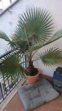 Palma californiana vaso usato  Roma