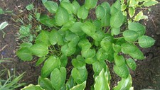 Hosta funkie teaspoon gebraucht kaufen  Eberhardzell