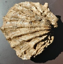 Ctenostron rugosum doppelklapp gebraucht kaufen Ctenostron rugosum doppelklapp gebraucht kaufen  Dunningen