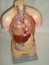 Alter somso torso gebraucht kaufen  Leipzig
