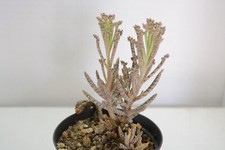 Pianta grassa succulenta usato  Genova