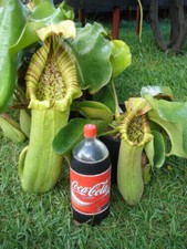 Nepenthes truncata pianta usato  Italia