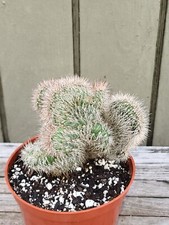 Stenocereus hollianus f.crista for sale  Homestead
