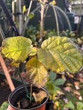 American hazel nut for sale American hazel nut for sale  BENFLEET