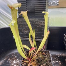 Sarracenia h43 selfed for sale  MIRFIELD