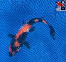 many koi fish for sale many koi fish for sale Claudville
