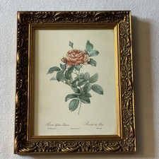 Antique rosa gallica for sale  WASHINGTON