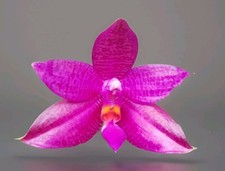 Phalaenopsis donna louise for sale  LONDON