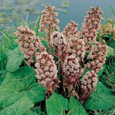 Petasites hybridus seeds d'occasion  Expédié en Belgium