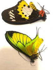 Ornithoptera paradisea borchi usato  Spedire a Italy