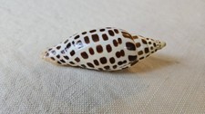 Scaphella junonia shell for sale  Atlanta