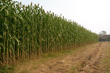 Giant red sorghum for sale  Spring Lake