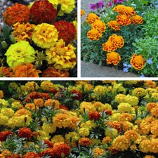 Marigold zenith mixed for sale  IPSWICH