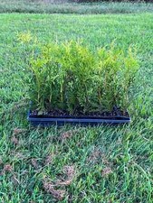 Lot green giant for sale  Mcminnville