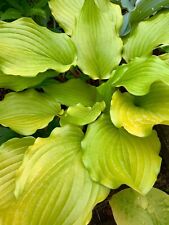 Hosta holar garnet d'occasion  Expédié en Belgium