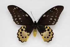 Ornithoptera chimera chimaera usato  Spedire a Italy