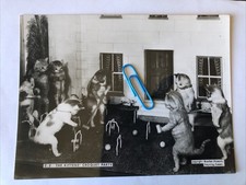 Kittens croquet party for sale  GOSPORT