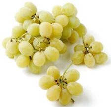 Grape vines cottton for sale  USA