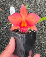 Sophronitis arizona laelia for sale  Diamond Bar