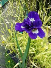 Iris sibirica concord for sale  CARNFORTH