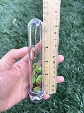 Tall terrarium live for sale  Chula Vista