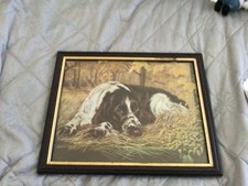 Pollyanna picking springer for sale  ABERYSTWYTH