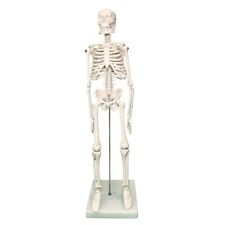 Mini human skeleton for sale  OAKHAM