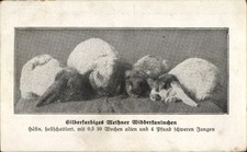 Silberfarbiges meißner widder gebraucht kaufen  Berlin