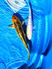 Koi live fish for sale  Vichy