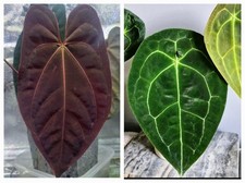 Anthurium forgetii germinated for sale  CWMBRAN
