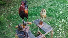 Uccelli imbalsamati gallo usato  San Casciano dei Bagni