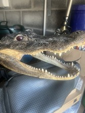 Crocodile head for sale  NEATH