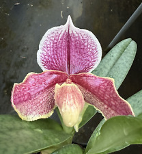 Pink complex paph for sale  Melbourne