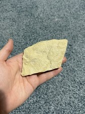 Fossil starfish matrix. for sale  ALFRETON