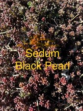 Sedum black pearl for sale  Portsmouth
