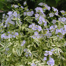 Polemonium stairway heaven for sale  WALLINGFORD