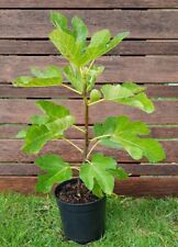 Ficus carica dauphine d'occasion  Perpignan-