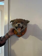Taxidermy dog fox for sale  WITHAM
