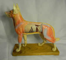Dog acupuncture model for sale  Oxnard