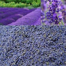 French lavender dried for sale  BIRMINGHAM