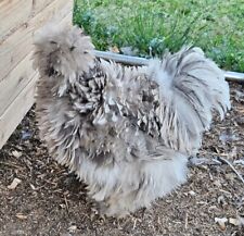 Silkie satin frizzle for sale  Kenly
