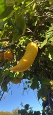 Jalapeño lemon grown for sale  Culver City