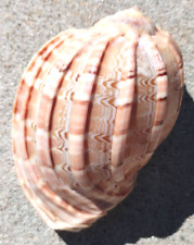 3.5 large natural for sale  Nampa