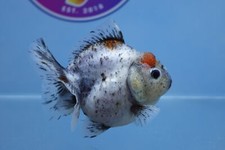Young shogun oranda for sale  Pflugerville