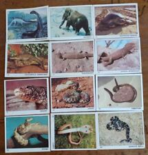 Figurine degli animali usato  Cagliari