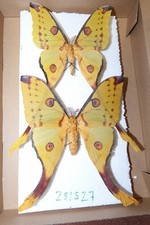 Insekten schmetterlinge riesig gebraucht kaufen  Pliezhausen
